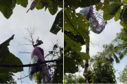 Parapente cai e homem fica preso em �rvore em Timb�