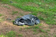 Cerca de 25 c�es s�o encontrados mortos em terreno ap�s den�ncia em Lages
