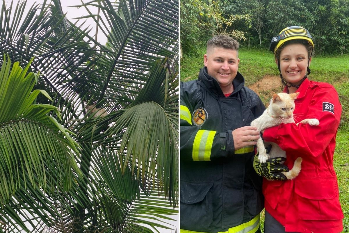Gato � resgatado ap�s passar seis dias preso em coqueiro de cinco metros em Ilhota