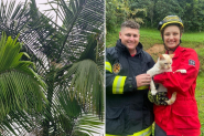 Gato � resgatado ap�s passar seis dias preso em coqueiro de cinco metros em Ilhota