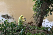 C�o � resgatado de dentro de ribeir�o em Gaspar