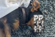 Moradora denuncia envenenamento de animais em Ilhota