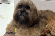Influenciadora que atirou contra o port�o do vizinho por causa de latidos de cachorro � alvo de opera��o policial em Joinville